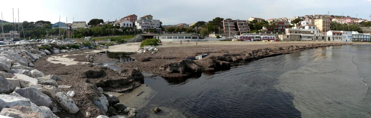 Rio Salivoli (Piombino) - rospi smeraldini in citt!